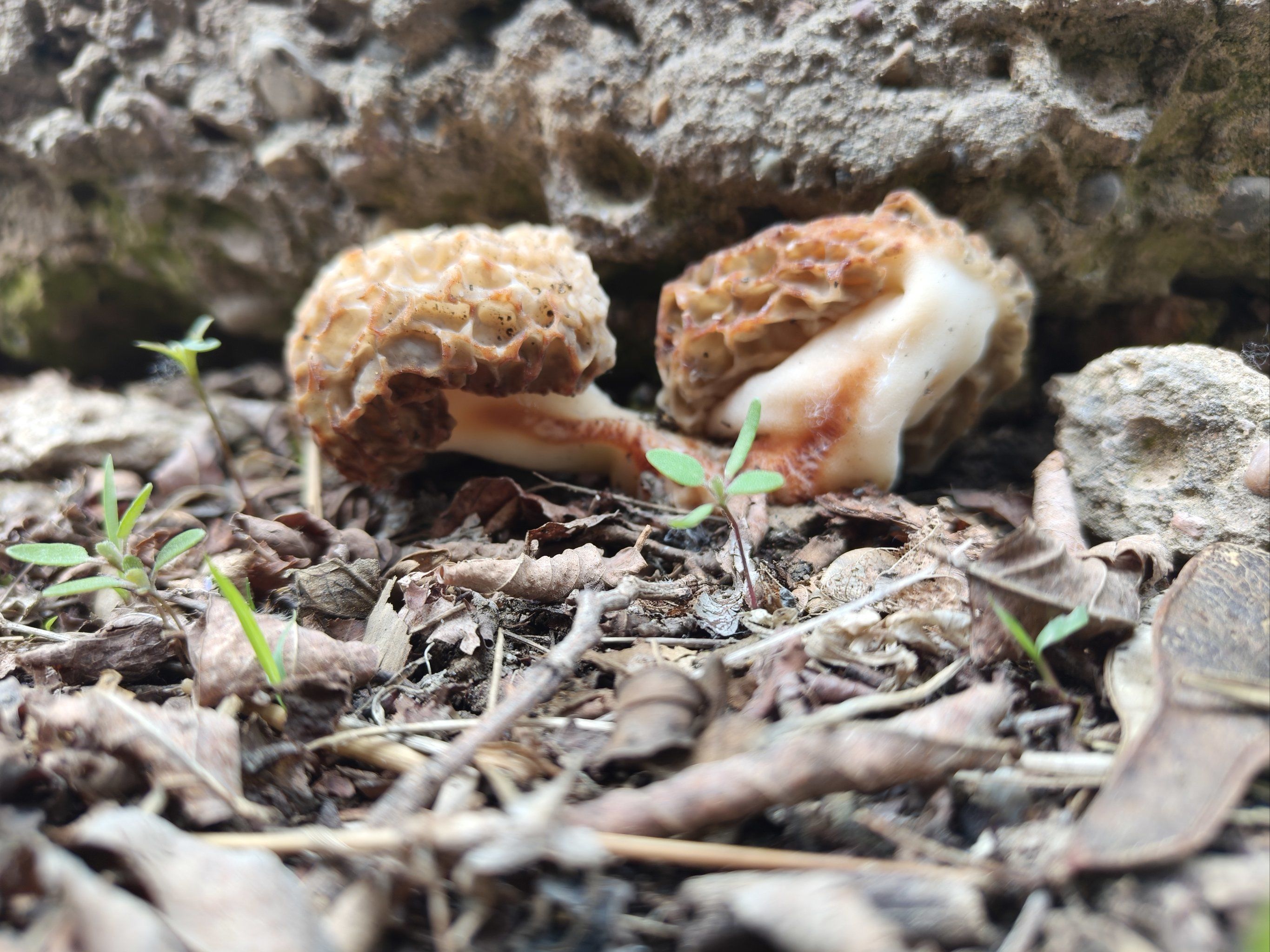 家人们这蘑菇能吃吗