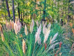 景点-上海长兴岛郊野公园