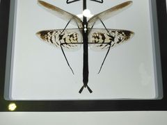 -上海昆虫博物馆