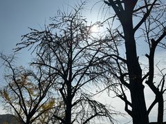 -千年银杏谷文化旅游区