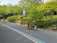 -杭州半山国家森林公园