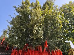 -西双版纳总佛寺
