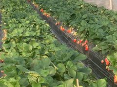 -尚田草莓姑娘白草莓采摘基地