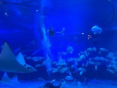 -烟台海昌鲸鲨海洋公园