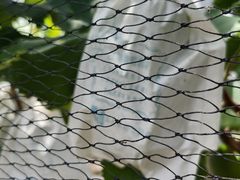 -马陆小张葡萄园农家乐