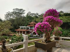-深圳仙湖植物园