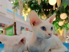 -Bastet sally猫舍购宠(静安店)