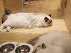 -屋虎猫馆(宝安大仟里店)