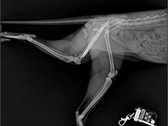 -嘉馨宠物医院·CT影像转诊·心脏科·犬猫全科诊疗中心(下沙大学城院区)