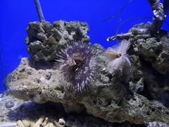 -青岛海底世界-水族馆