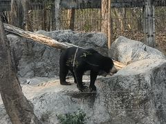 -清迈夜间动物园