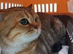 -伟伟宠物医院·CT影像中心·瑞派犬猫综合性门诊(汉口总院)