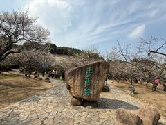 -香雪海