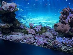 -大连圣亚海洋世界