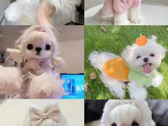 -萌宠之家·腊肠犬·马尔泰·小体犬舍