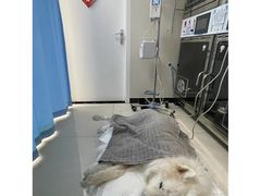 -美联众合动物医院·24h京西诊疗中心