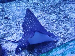 -海合安武汉极地海洋公园