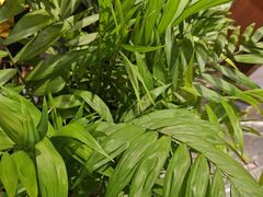 -半秋山西餐厅(襄阳万达店)