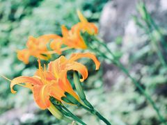 -宁波余姚老柿林山居度假村