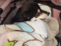 -美联众合动物医院·24h京西诊疗中心