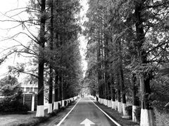 -黄海国家森林公园