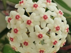 -北京稻香村(甘家口店)