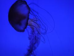 -上海海洋水族馆