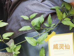 -南京老山国家森林公园