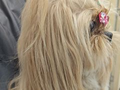 -安安宠医宠物医院·异宠·犬猫内科(岳阳分院)