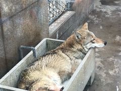 -西安秦岭野生动物园