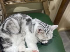 -猫小院猫主题餐厅(南锣旗舰店)