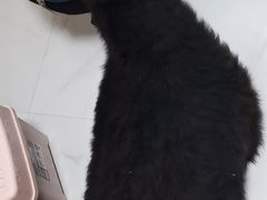 -我爱猫咪·猫咖·狗咖·安哥拉兔·羊驼咖(小寨华旗店)