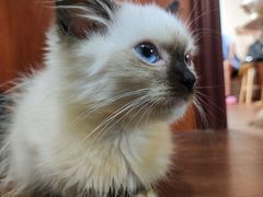 -楼上猫咖(罗湖店)