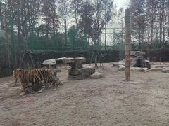 -上海野生动物园老虎餐厅