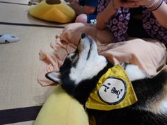 -逗柴咖啡屋·狗咖猫咖宠物桌游