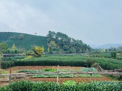 -龙坞茶村