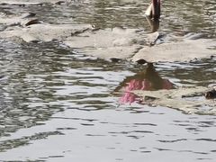 -大湾区中央湿地公园