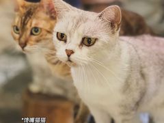 -more than meow吴止猫主题餐厅(承德 中船汇店)