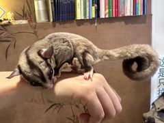 -楼上猫咖(罗湖店)