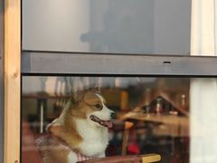 -宠福鑫康馨动物医院·骨科·眼科