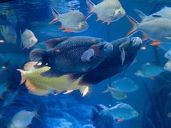 -上海海洋水族馆