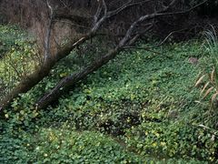 -西湖风景区-江洋畈生态公园