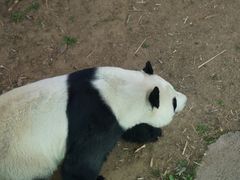 -栾川竹海野生动物园