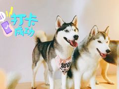 -Husky Go! 哈士奇体验馆·宠物咖啡厅狗咖