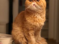 -纳吉亚猫专科动物医院(康都外科中心)