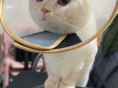 -萌兽医馆·犬猫专科·眼科中心·宠物医院(朝阳门分院)