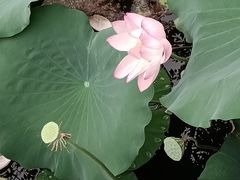 -荔湾湖公园