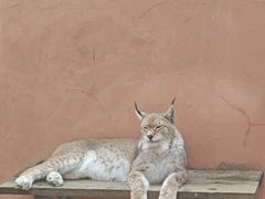 -青藏高原野生动物园