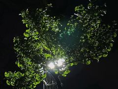 -MAP CHA普洱茶馆(翠湖店)