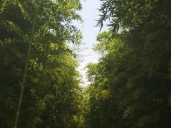 -陈家山荷花公园